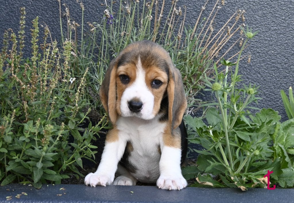 Prachtige Beagle pups met stamboom !, Dieren en Toebehoren, Parvo, Beagle, 8 tot 15 weken, Meerdere