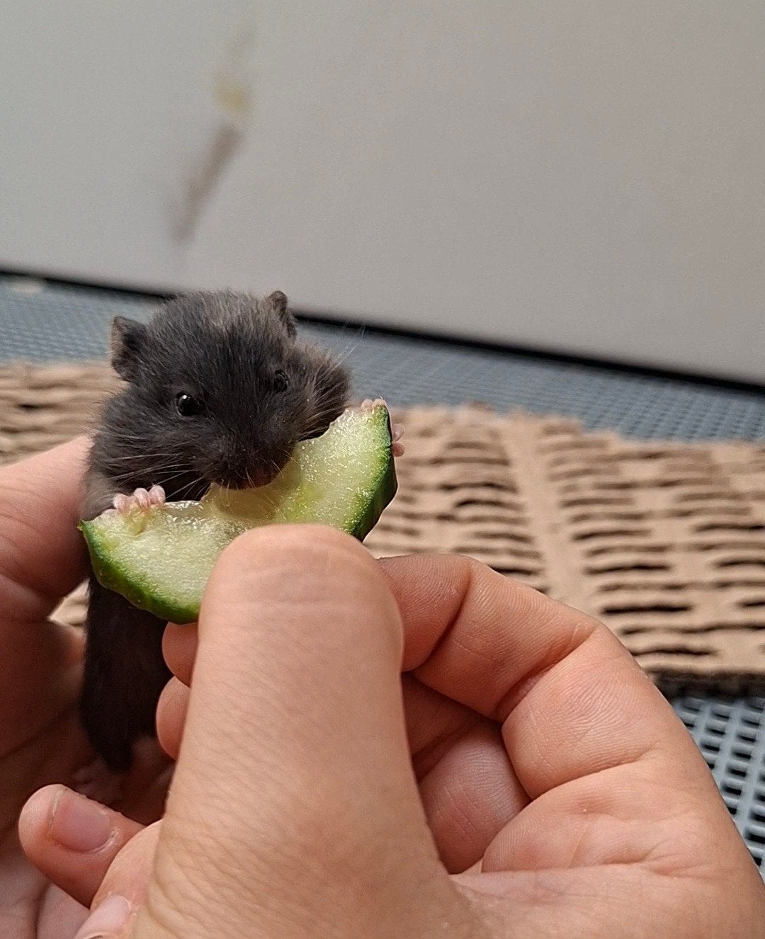 Lieve hamsters (mag evt na de vakantie worden opgehaald), Hamster, Juni, Meerdere dieren, Tam