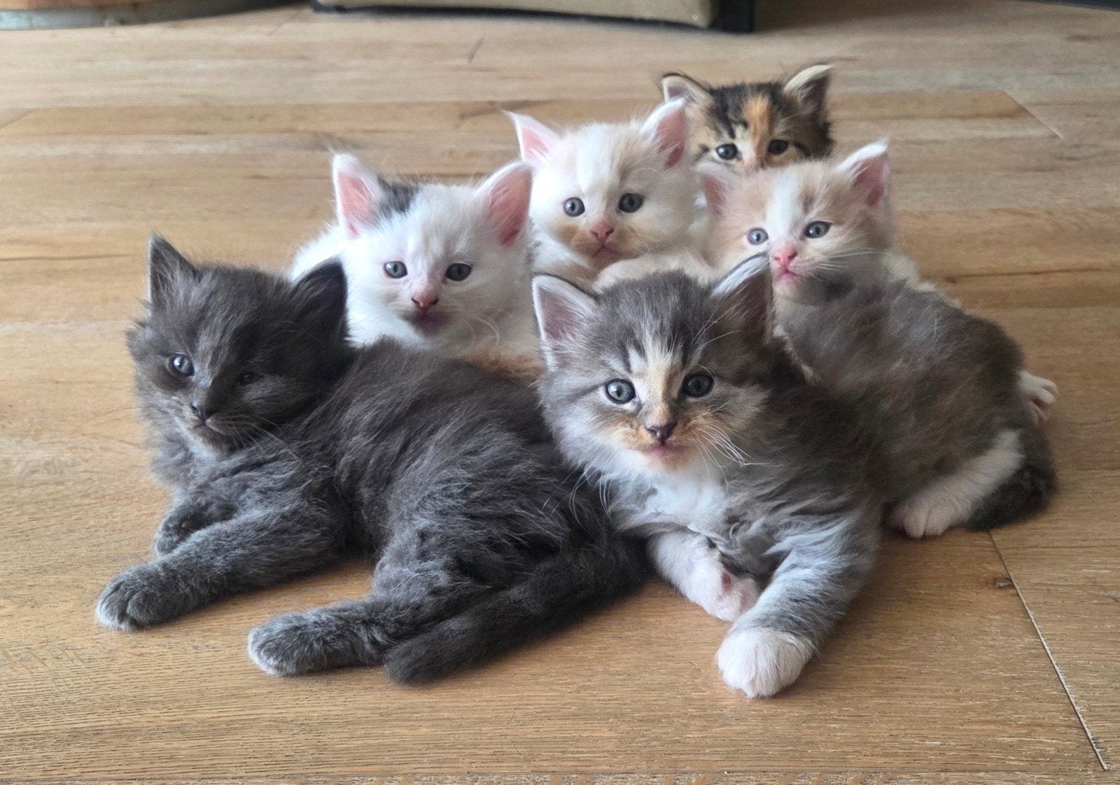 Maine Coon kittens. Mogen vanaf 1 juli weg, Meerdere dieren, Ontwormd, 0 tot 2 jaar