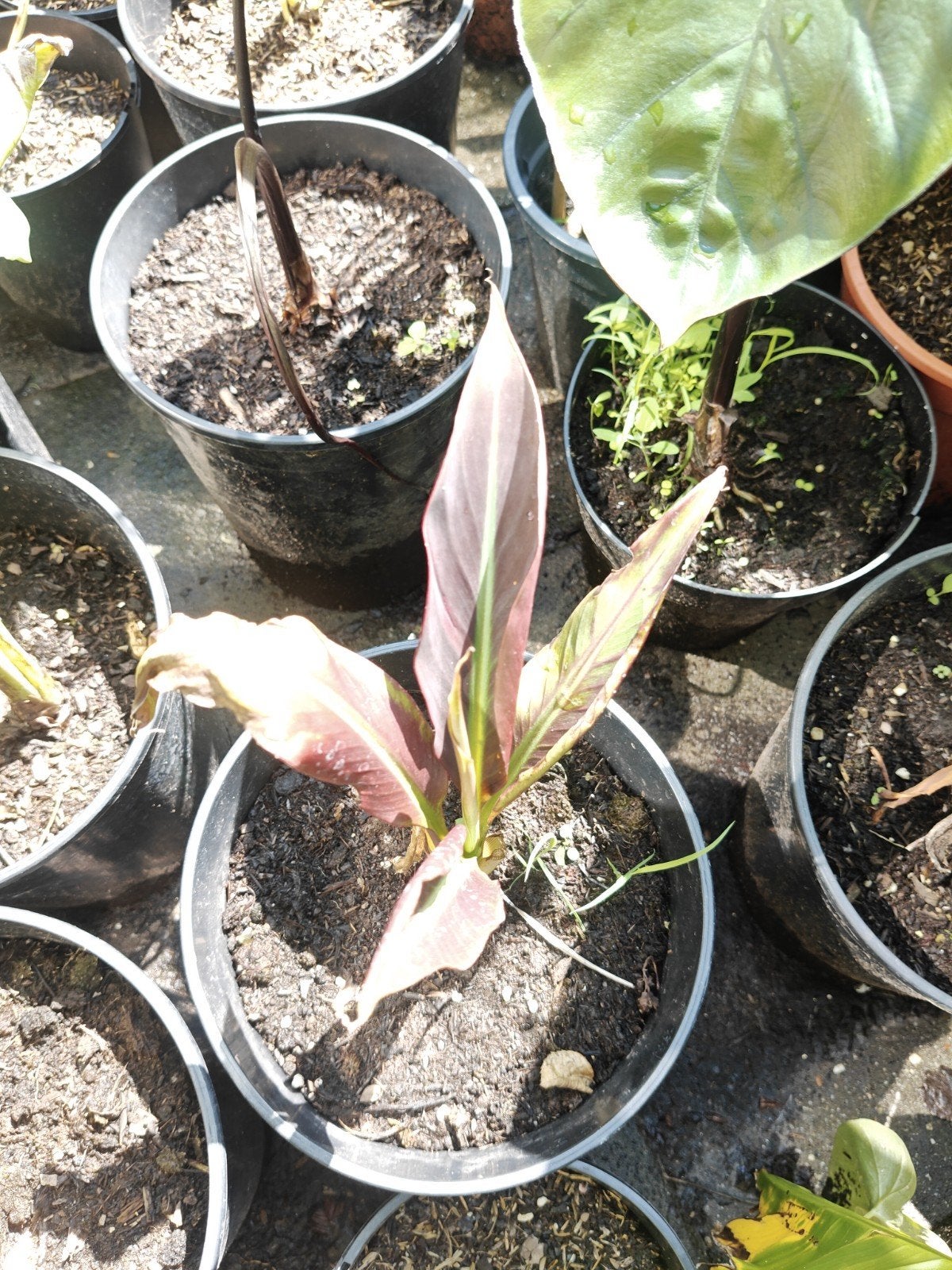 Musa super black, Overige soorten, Volle zon, Vaste plant, Ophalen of Verzenden