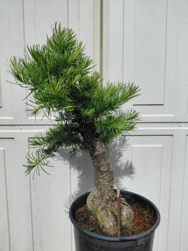 Bonsai starter Larix Kaempferi Japanse Larix., Ophalen, Bloeit niet, Halfschaduw, Overige soorten