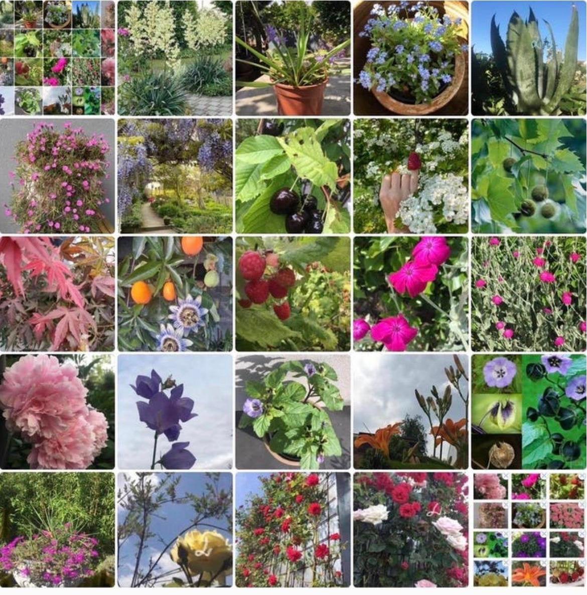 Diverse biologische tuinplanten 4 seizoenen bloemen, Tuin en Terras, Planten | Tuinplanten, Volle zon, Vaste plant, Lente, Ophalen