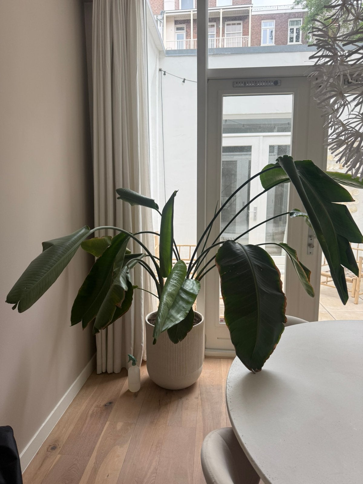 Grote plant (Strelitzia) incl. pot, zoekt zonlicht, Ophalen, 100 tot 150 cm, Overige soorten, In pot