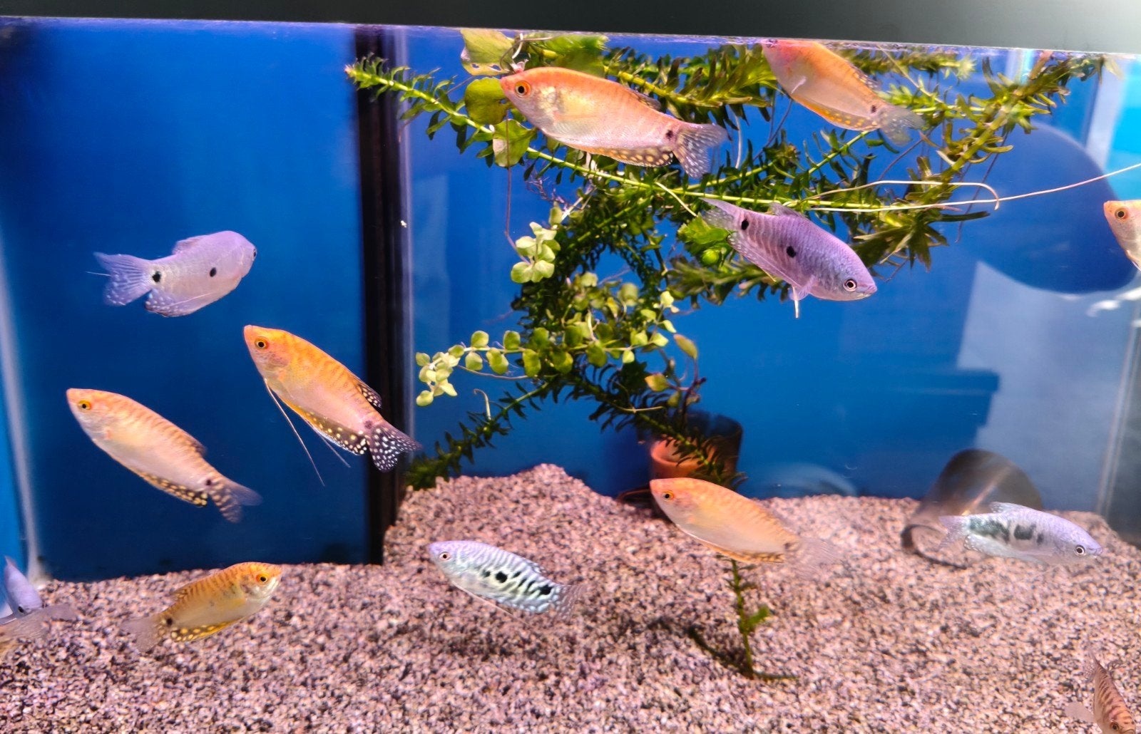 Tropische vissen gourami, Dieren en Toebehoren, Vissen | Aquariumvissen, Vis