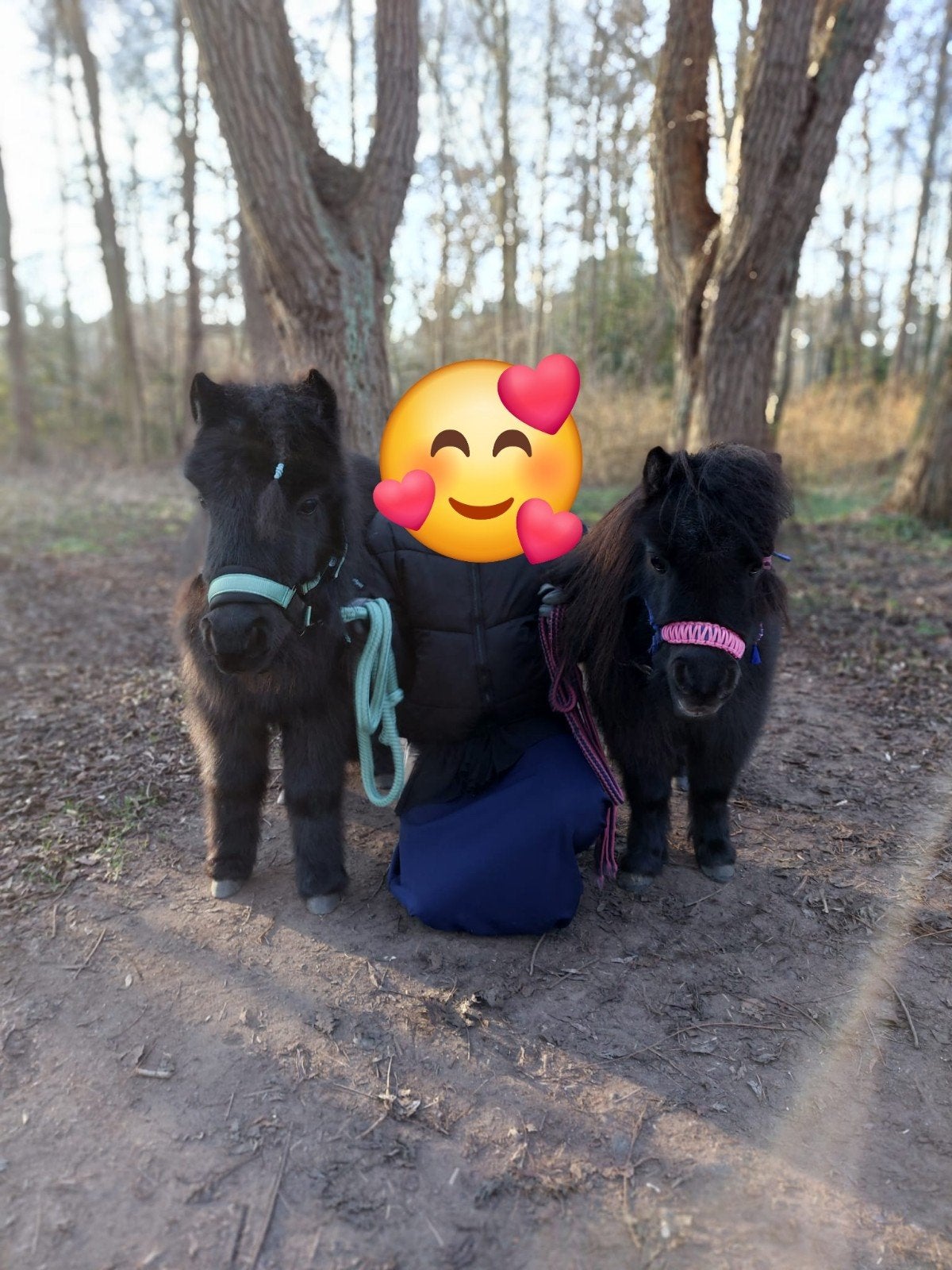 2 mini shetlanders, Dieren en Toebehoren, Pony's, Hengst, A pony (tot 1.17m), Ontwormd, 0 tot 2 jaar