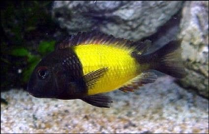 Wildvang kweekgroep Tropheus moorii ikola!!!, Vis, Zoetwatervis