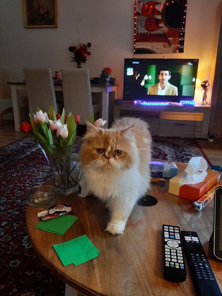 Perzische langhaar ( Dekkater ) niet tekoop