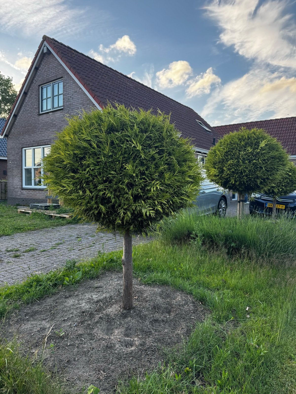 Prachtige Leylandii bolboom op stam, 180+ cm, Bloeit niet, 100 tot 250 cm, Ophalen, Volle zon