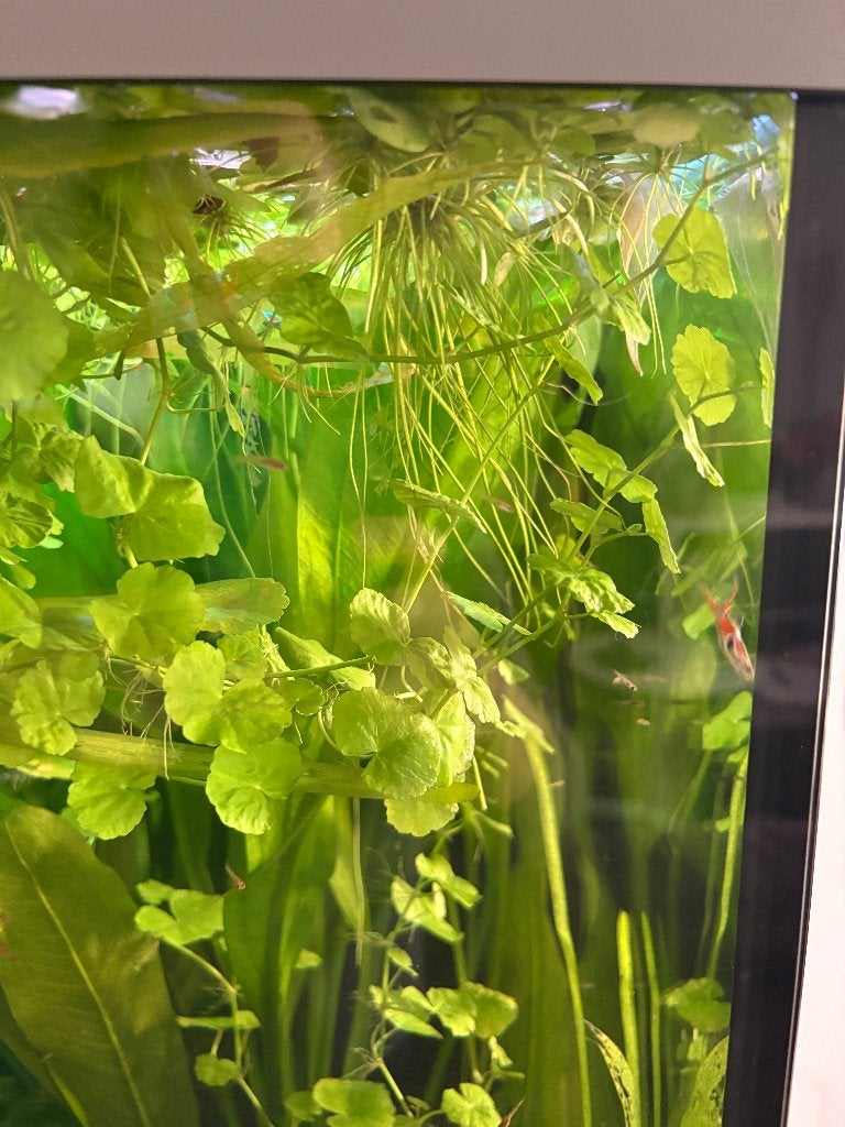 Braziliaanse klimop 5 stuks - aquariumplant, Ophalen, Nieuw, Plant(en), Steen of Hout, Overige merken