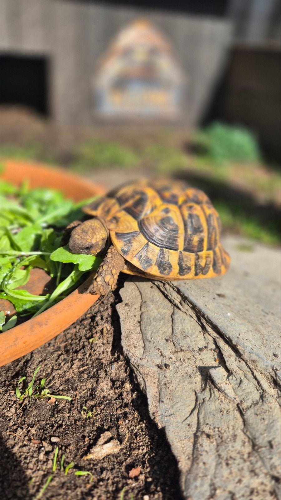 Testudo Hermanni Boettgeri Man 2021, Dieren en Toebehoren, Reptielen en Amfibieën, Schildpad, Tam, 3 tot 6 jaar