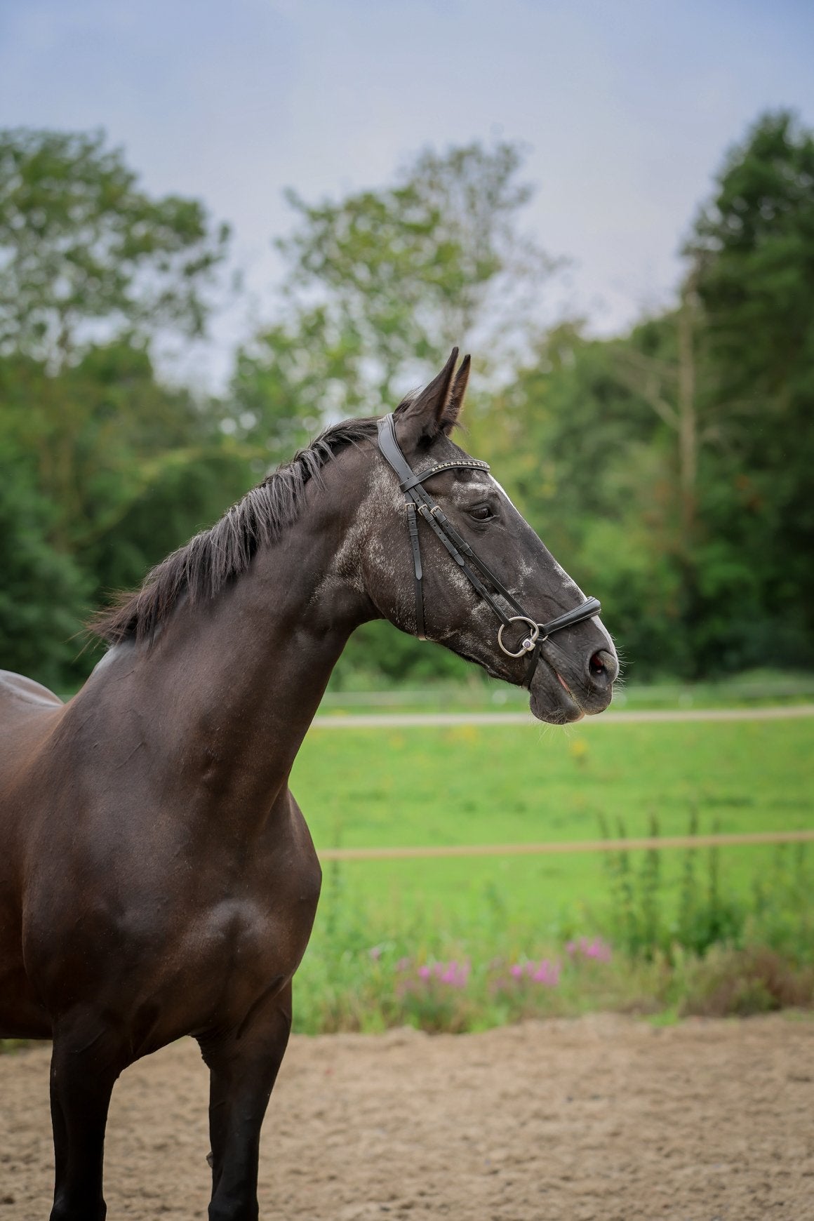 Te koop aangeboden: weidemaatje of recreatiepaard, Merrie, 165 tot 170 cm, Dressuurpaard, 11 jaar of ouder