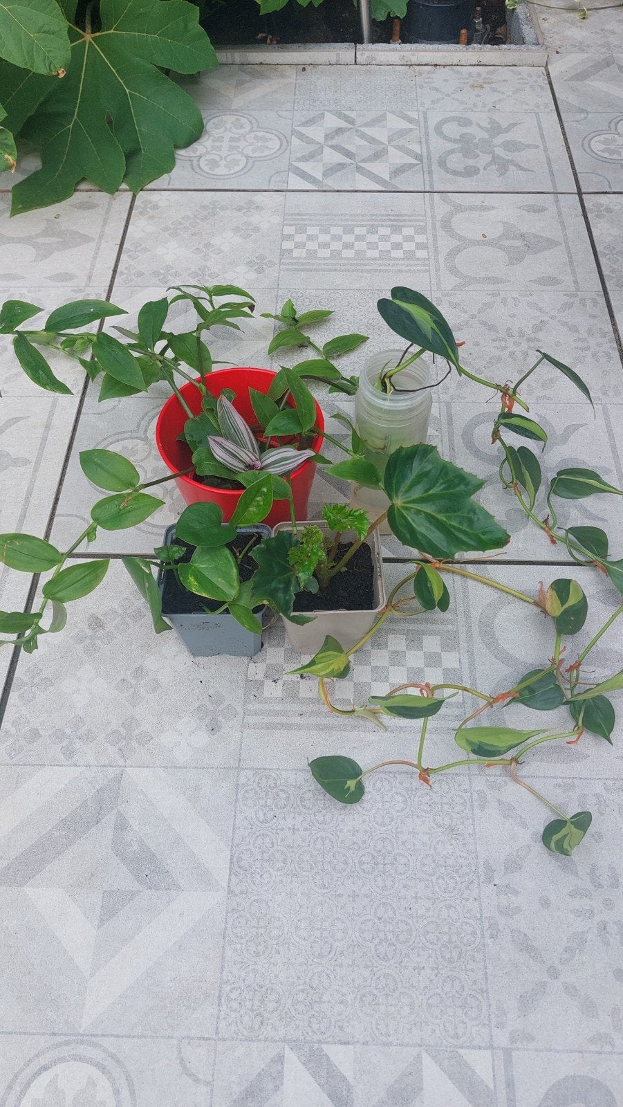 plantjes en stekjes, Verzenden, Volle zon