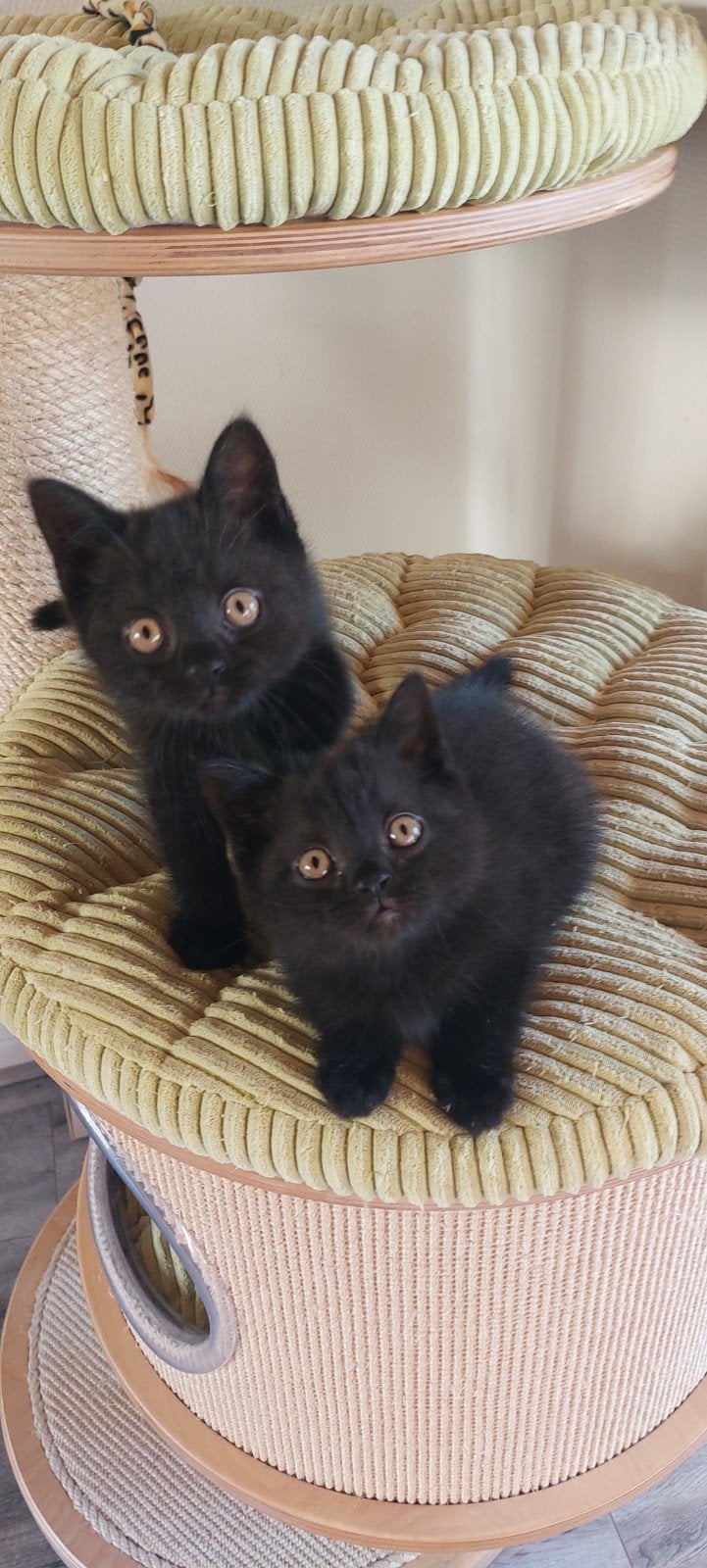 1 Britse Korthaar kitten, mag al verhuizen, Kater, Ingeënt