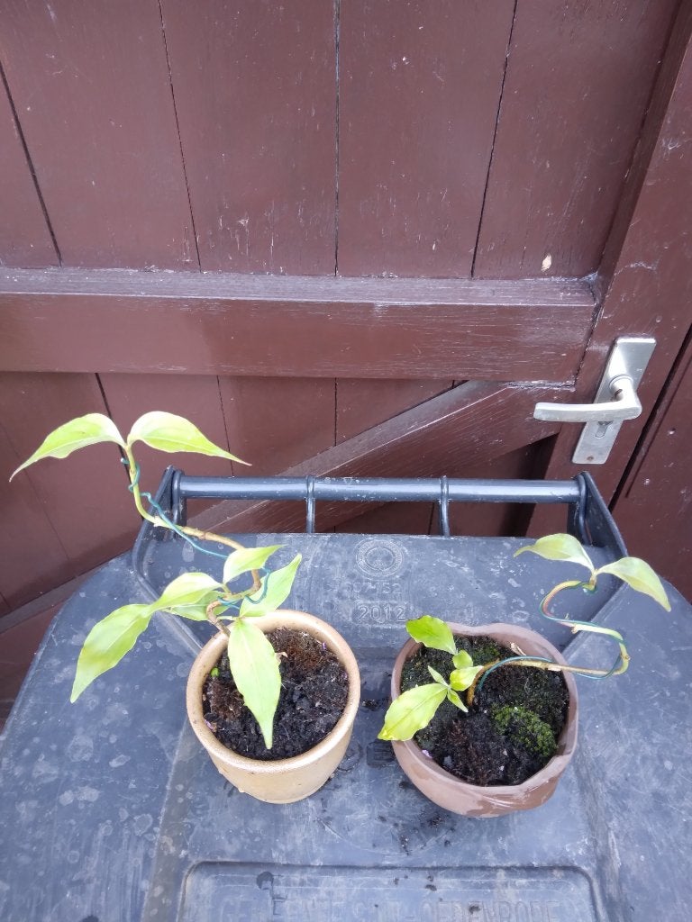 Bonsai, Halfschaduw, Overige soorten, Lente, Minder dan 100 cm