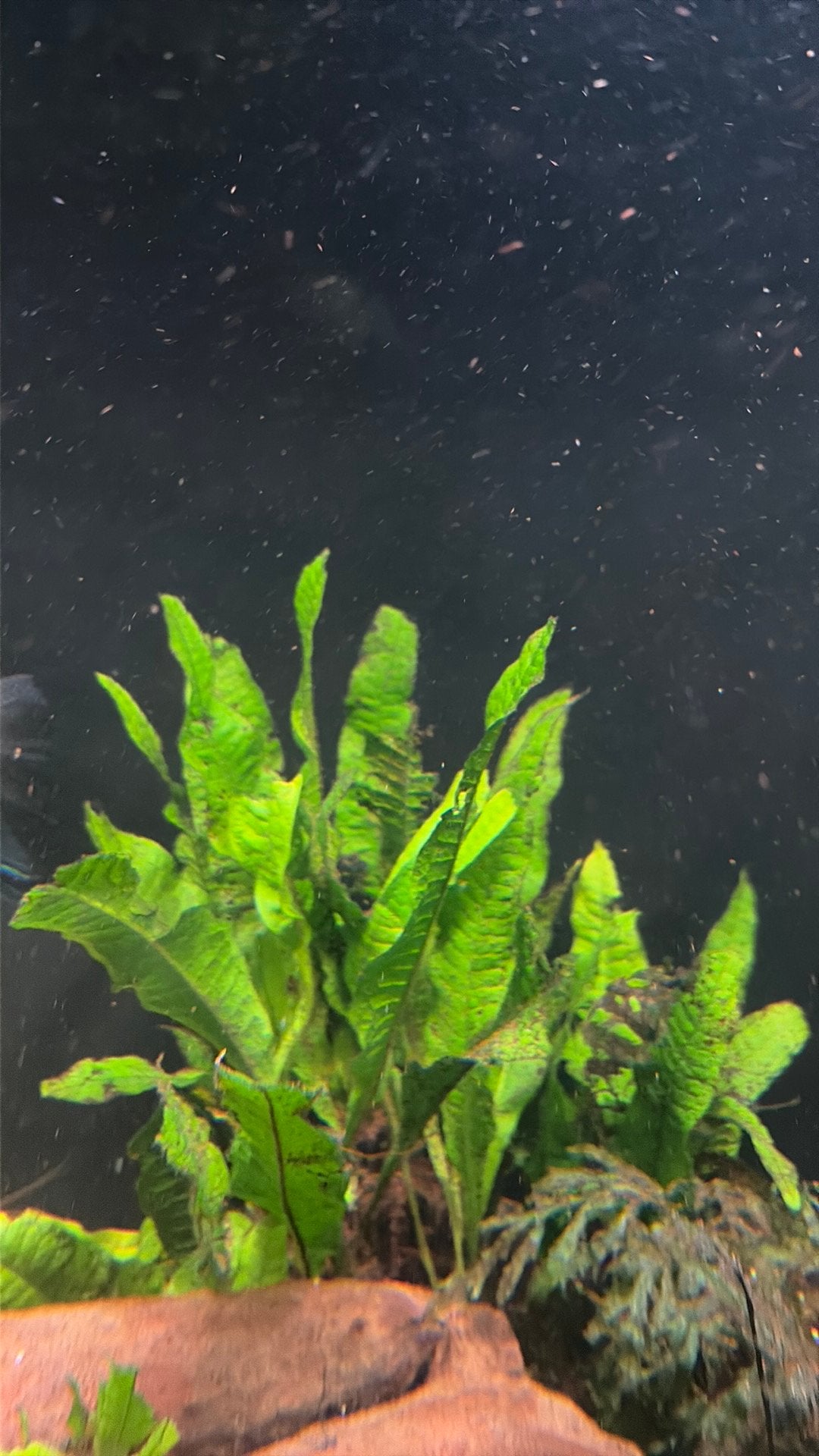Stekjes aangeboden prachtige Java varen, Dieren en Toebehoren, Ophalen of Verzenden, Zo goed als nieuw, Plant(en), Steen of Hout