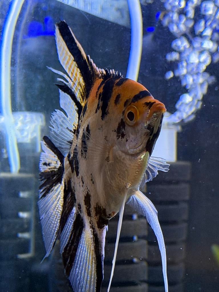 Twee maan vissen, Dieren en Toebehoren, Vissen | Aquariumvissen, Vis