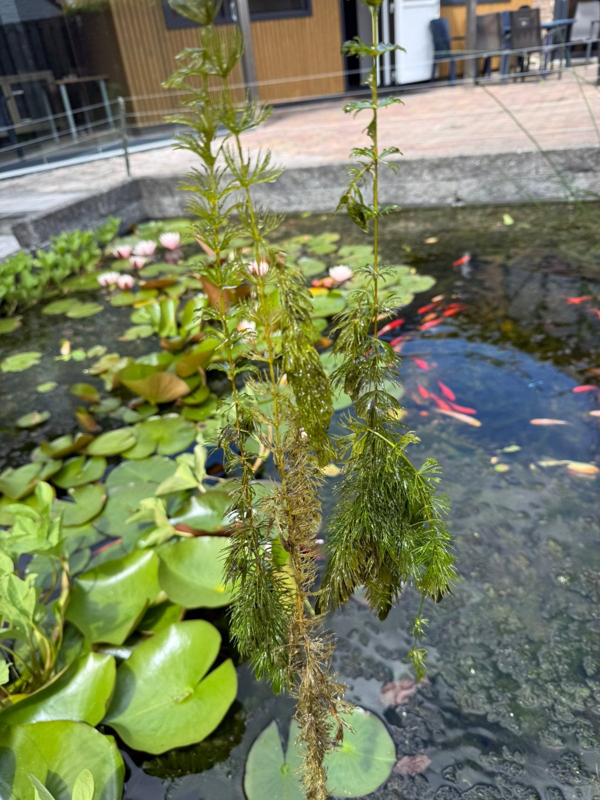Zuurstofplant hoornblad, Tuin en Terras, Vijvers, Ophalen, Zo goed als nieuw