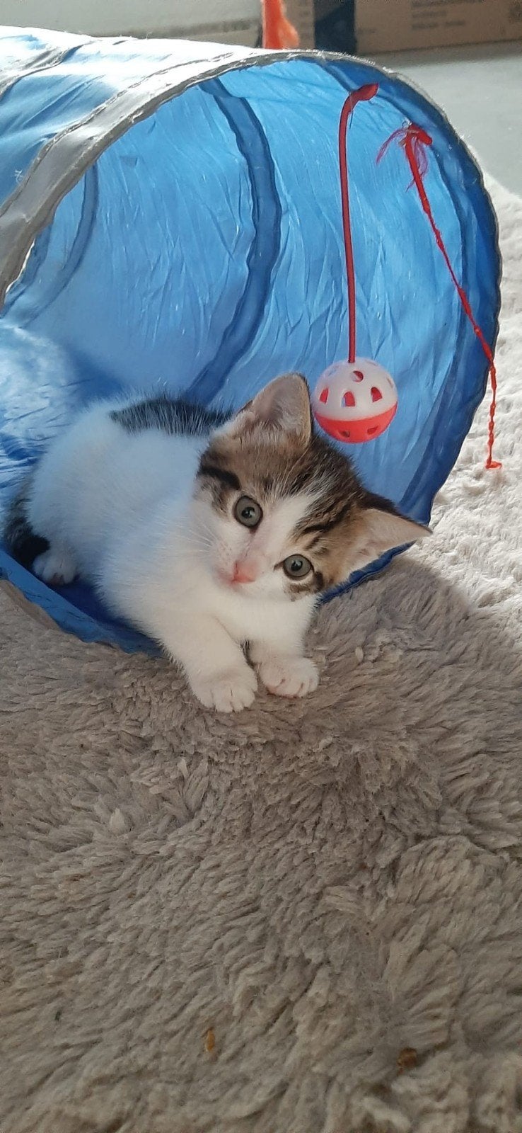 Lieve kittens, Dieren en Toebehoren, Meerdere dieren