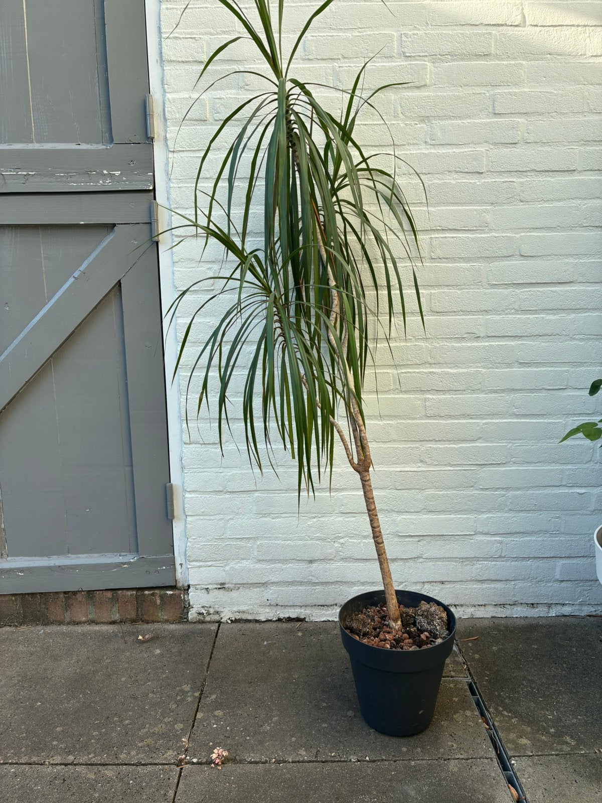 Drankenplanten, Ophalen, Minder dan 100 cm