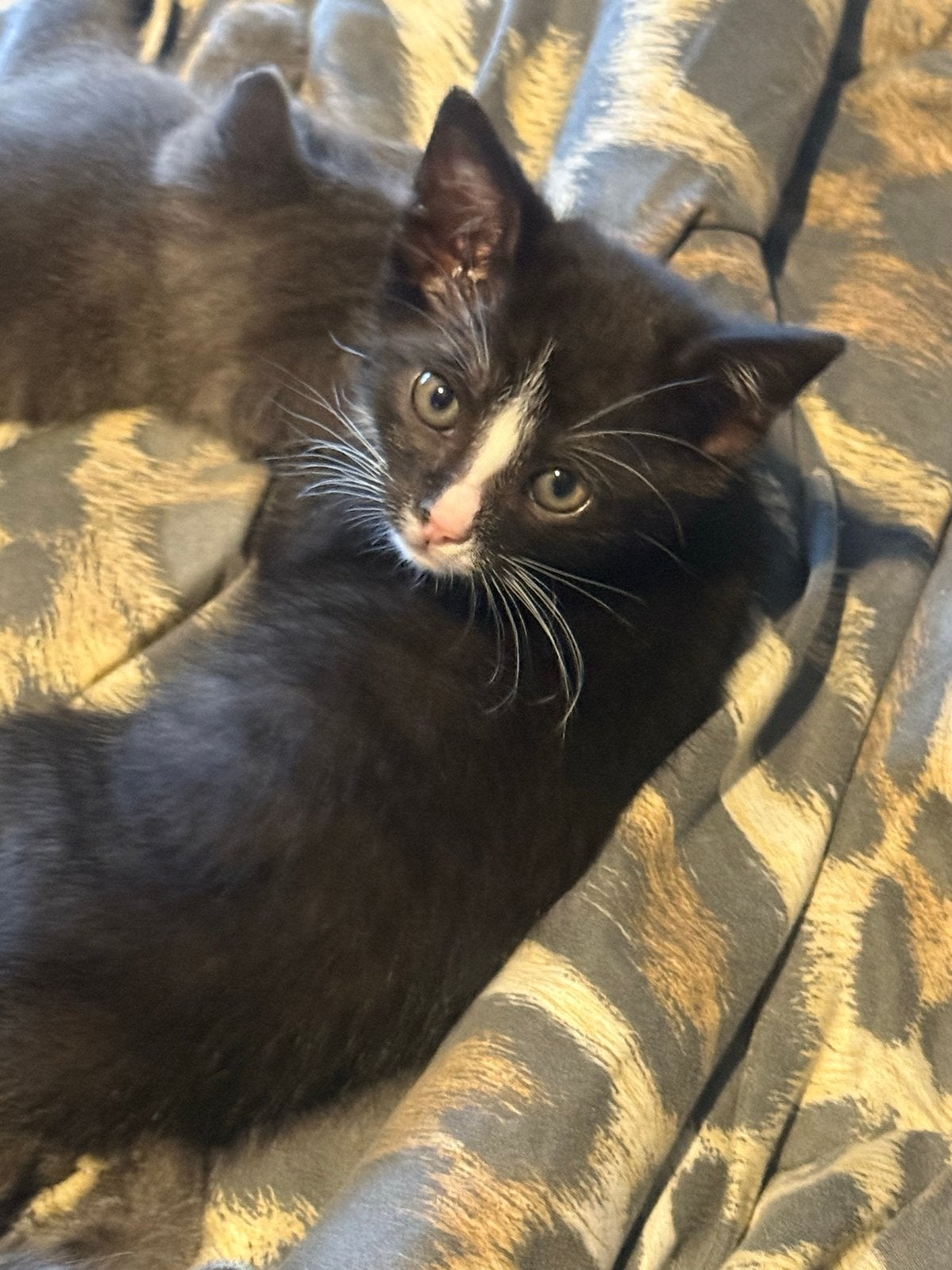 1 super schattige kitten, Dieren en Toebehoren, Kater