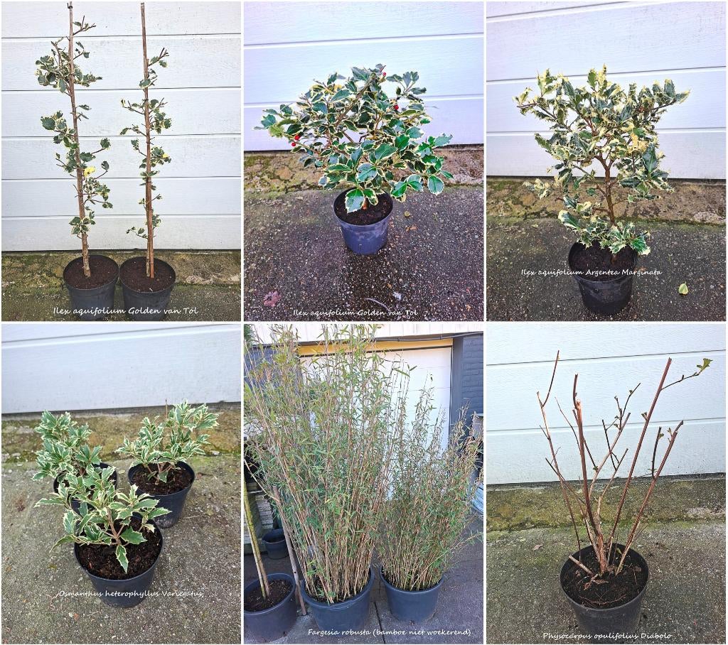 Diverse tuinplanten te koop, Ophalen, Vaste plant, Overige soorten, Volle zon