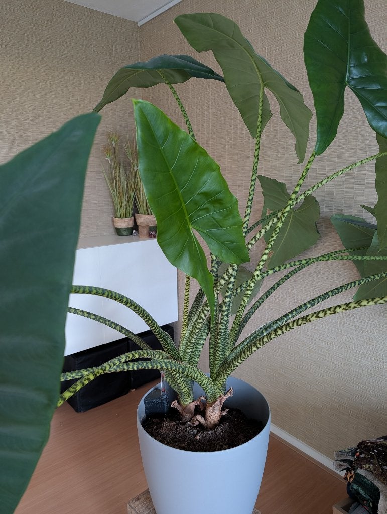 Grote Alocasia Zebrina (Olifantsoor) met Lechuza CLASSICO, Huis en Inrichting, Ophalen, Overige soorten, Halfschaduw, In pot