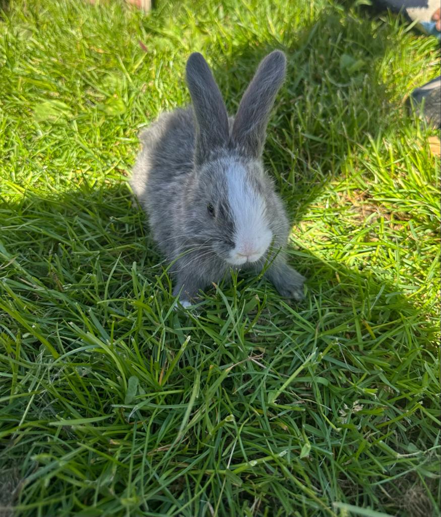 Jonge konijnen Duitse reus, Dieren en Toebehoren, Meerdere dieren, Groot