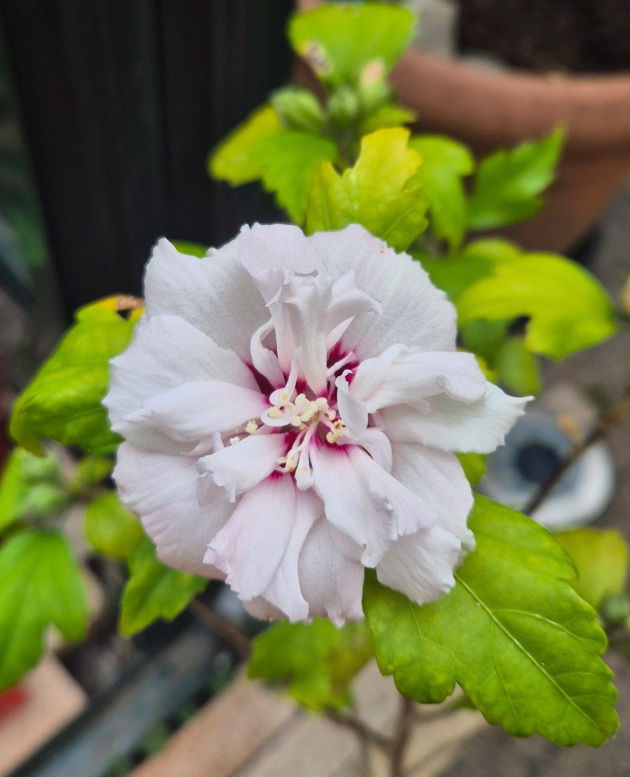 Bloeiende hybiscus, Volle zon, Vaste plant, Zomer, Ophalen