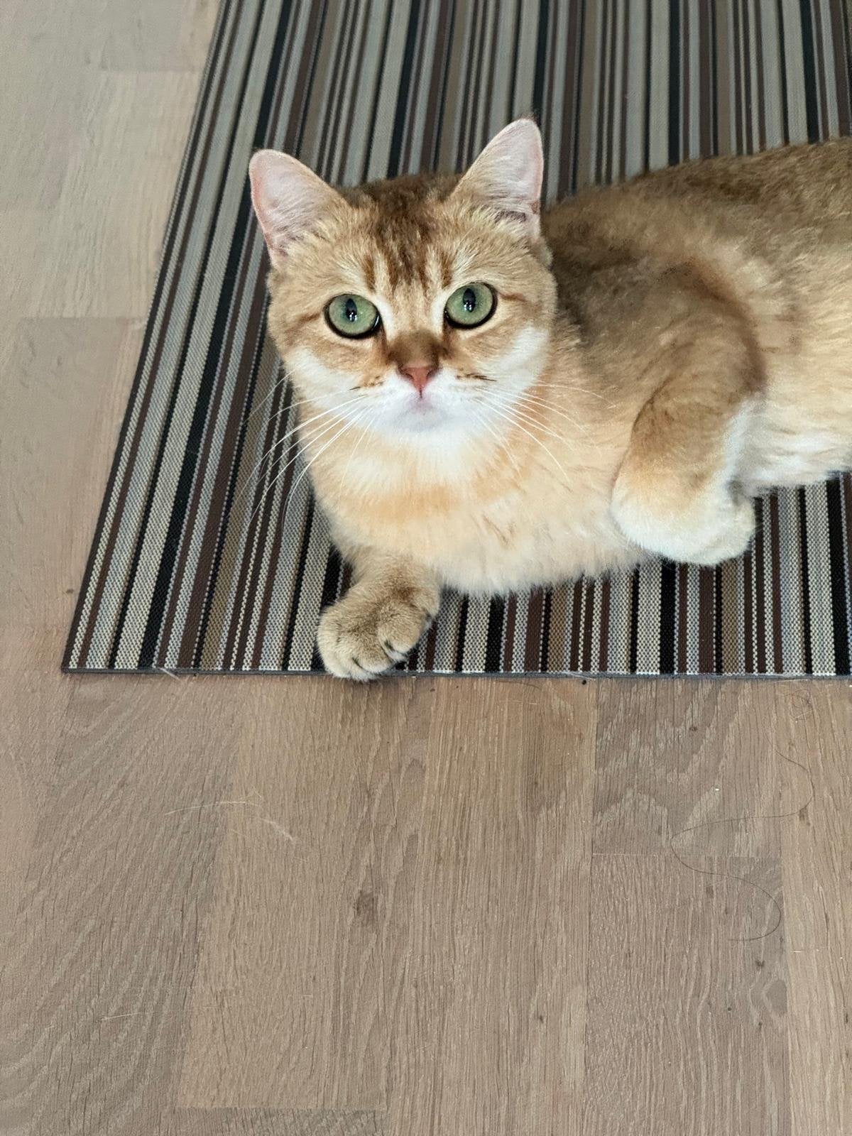 Britse korthaar gold shaded, Kater