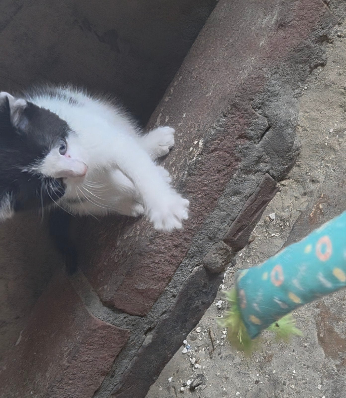 X Noorse boskat kitten poes., Poes, Langharig, 0 tot 2 jaar
