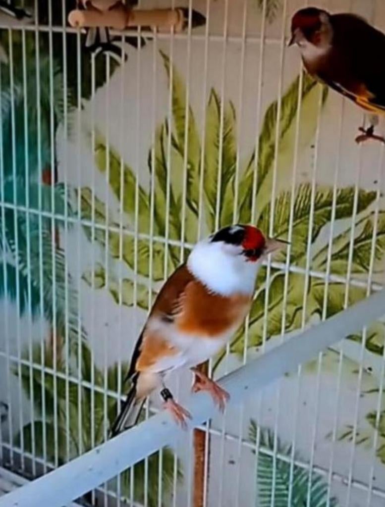 Te koop parva putter pop van 2025, Vrouwelijk, Wildzangvogel