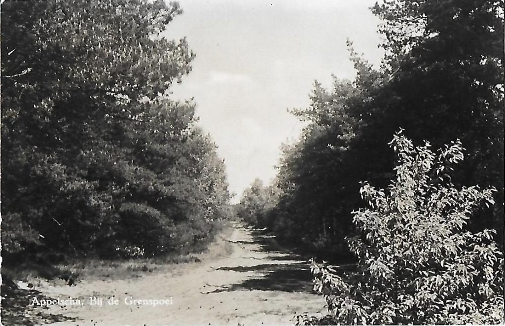 Appelscha bij de grenspoel oude ongelopen ansichtkaart 6264, Verzamelen, Ophalen of Verzenden, 1960 tot 1980, Gelopen