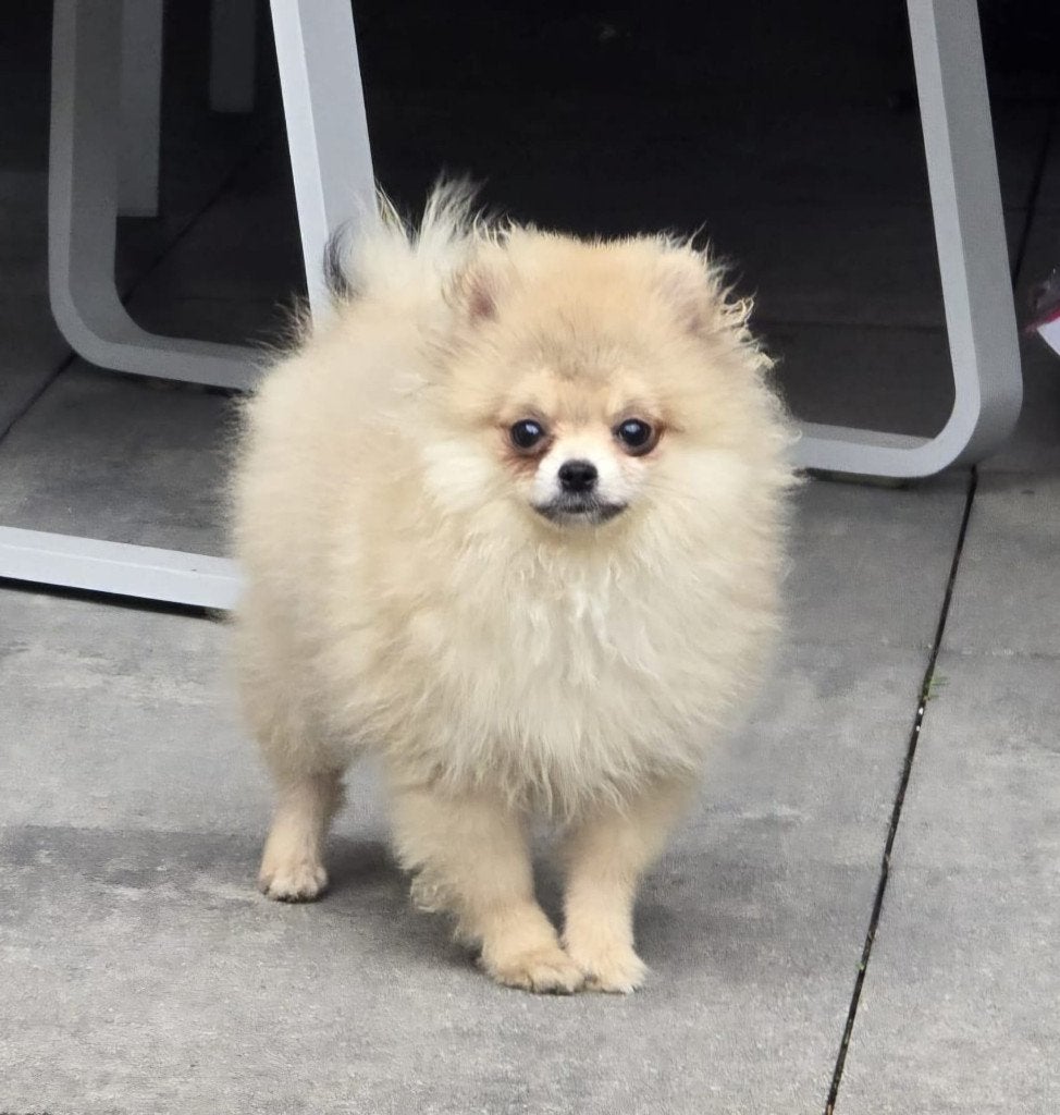 Teacup Mini Cream Sable Pomeriaan/Pomeranian Aanwezig in NL, Dieren en Toebehoren, Keeshond, 15 weken tot 1 jaar, Buitenland, Teef