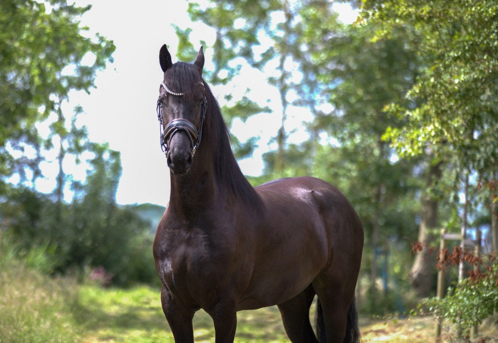 Fries paard te koop – 4-jarige Friese merrie, Dieren en Toebehoren, Merrie, 160 tot 165 cm, Recreatiepaard, 3 tot 6 jaar