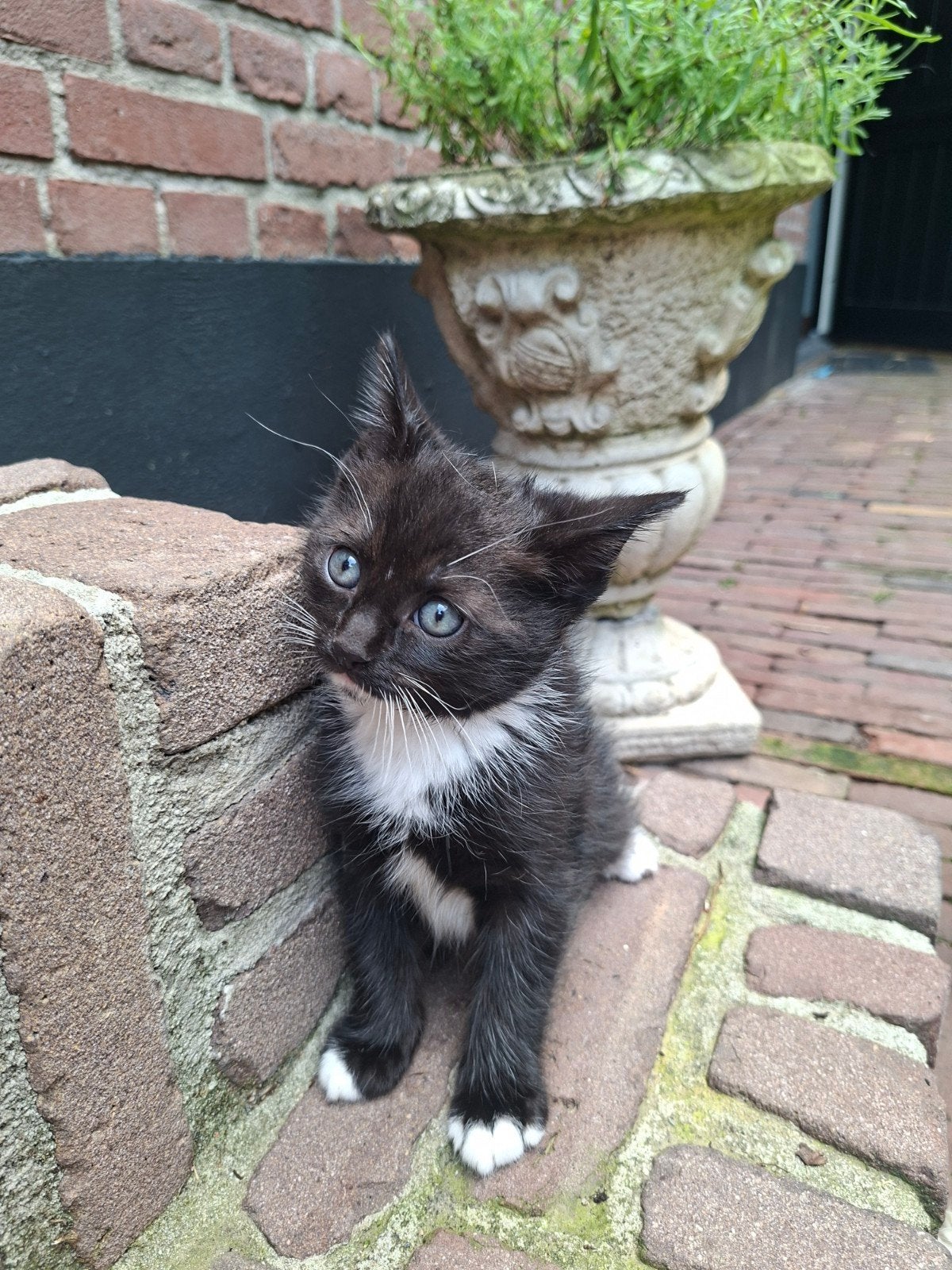 Kittens te koop -moeder kruising ragdoll-, Meerdere dieren