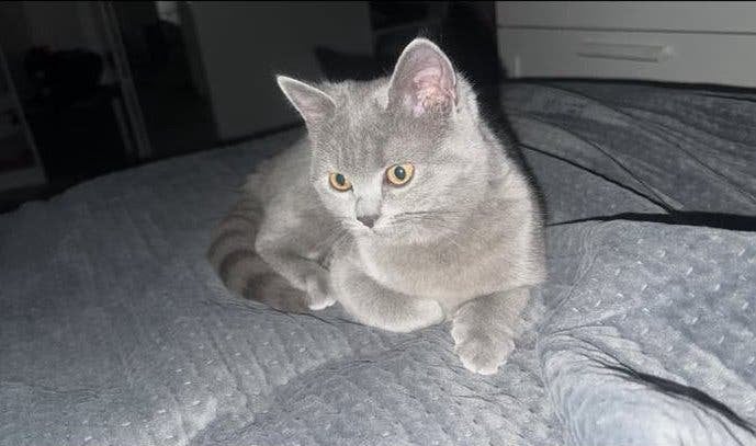 Brits Korthaar Poes, 0 tot 2 jaar