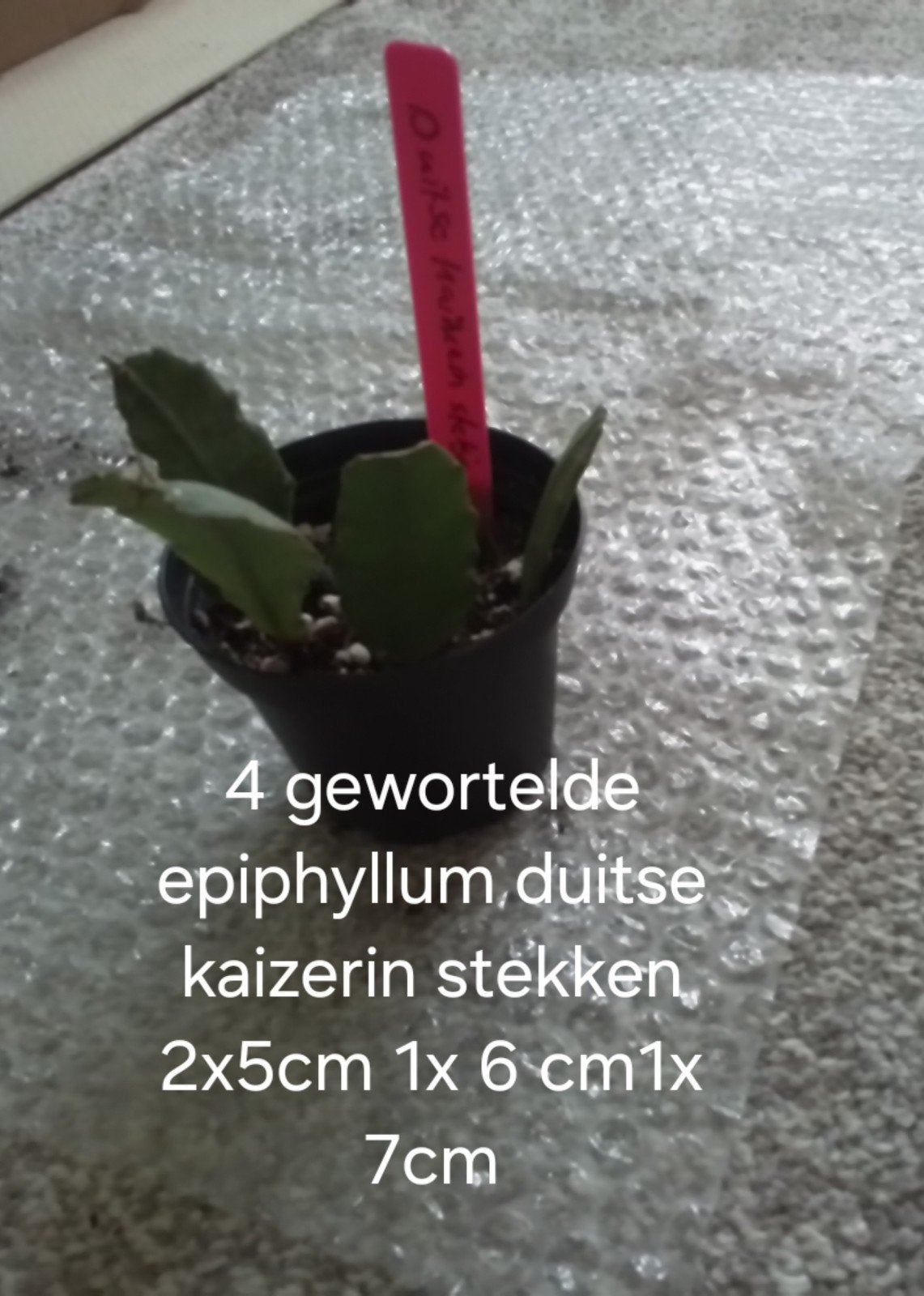 4 gewortelde Duitse keizerin stekken (Epiphyllum), Ophalen of Verzenden, Cactus, In pot, Halfschaduw
