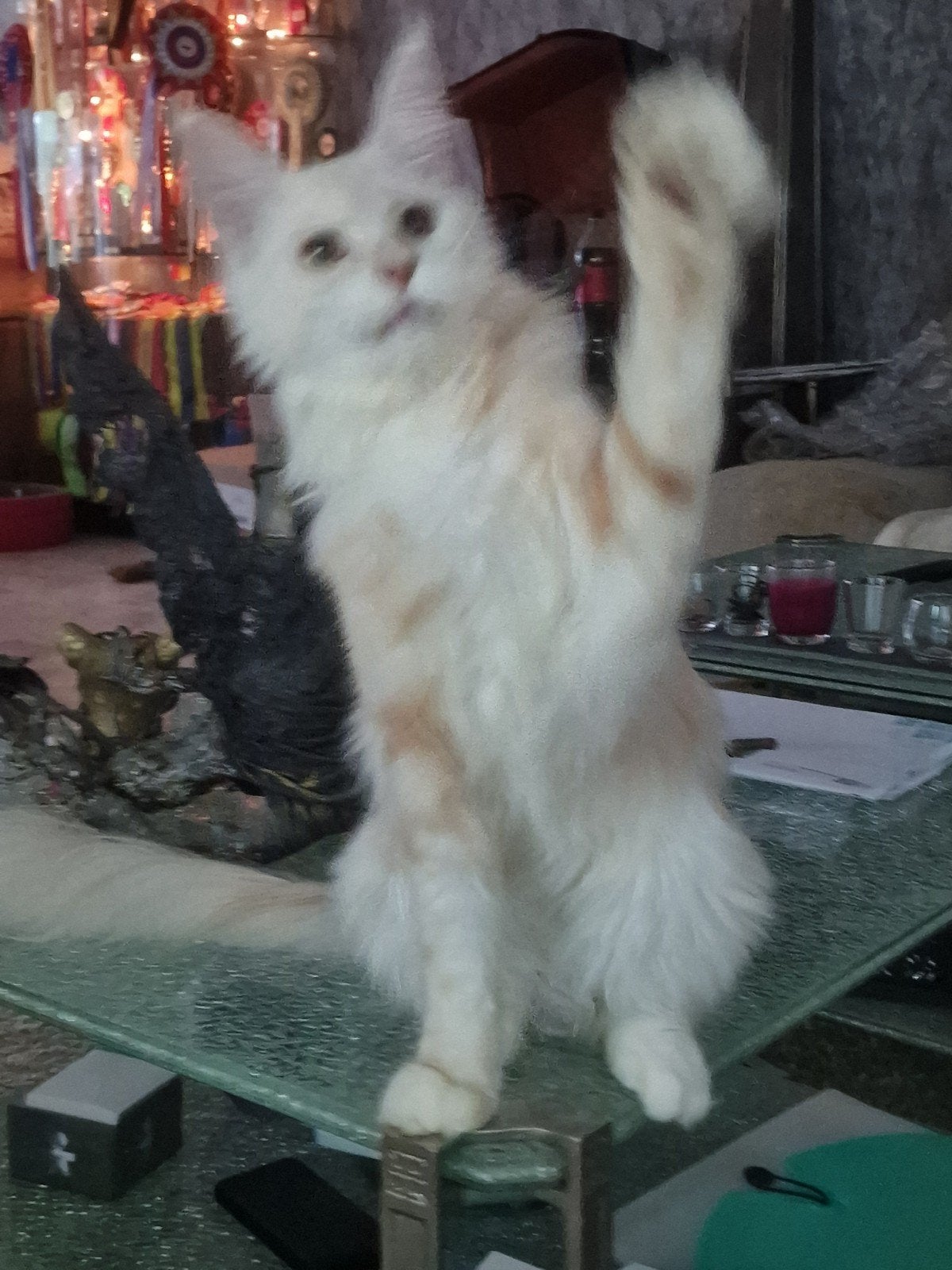 Sociale,prachtige Maine Coon junior kitten met stambom, Poes, Met stamboom, 0 tot 2 jaar