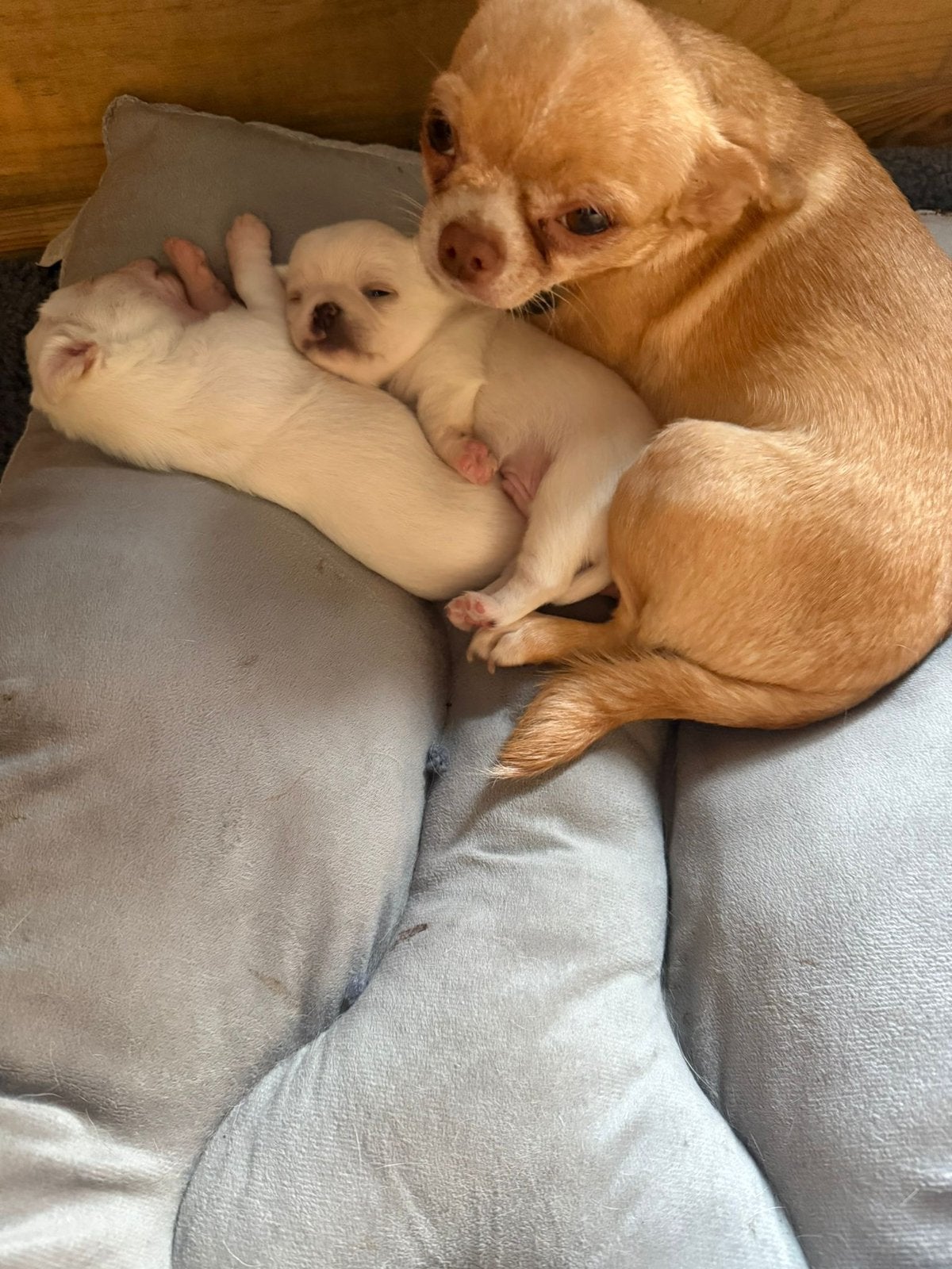 Prachtige raszuivere chihuahua pups, Parvo, Reu, 8 tot 15 weken, Meerdere