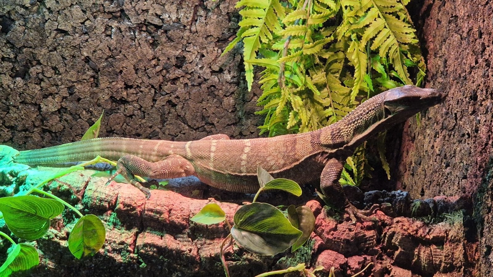 varanus rudicollis ruwnek varaan Monitor Lizard photo 2