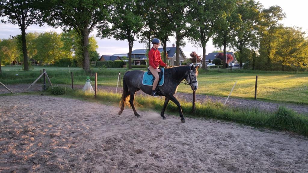 6 jarige Engels volbloed merrie, Dieren en Toebehoren, Merrie, Met stamboom, Minder dan 160 cm, Zadelmak