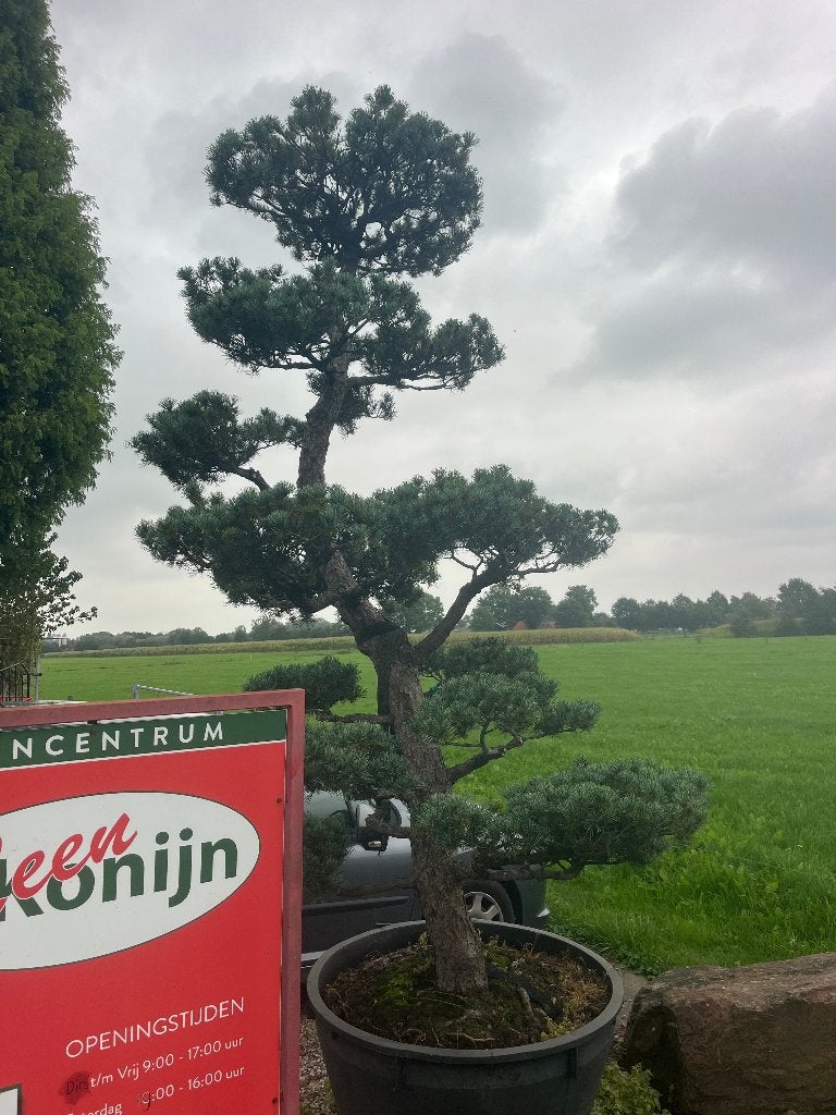 Bonsai, PINUS PENTAPHYLLA +/- 80 jaar oud  € 3850,=, Bloeit niet, Halfschaduw, Overige soorten, 250 tot 400 cm