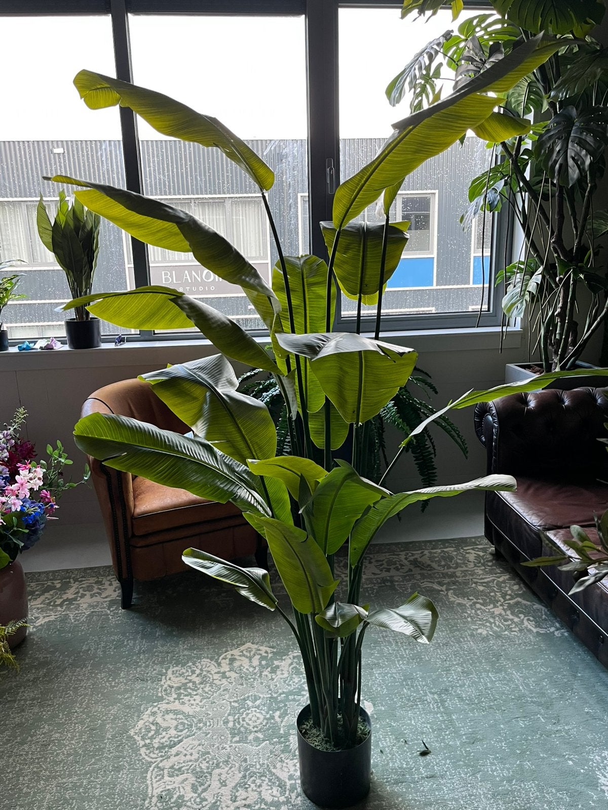 210 cm hoge Banaan/Strelitzia. Kunst. Nieuw, Ophalen, Nieuw