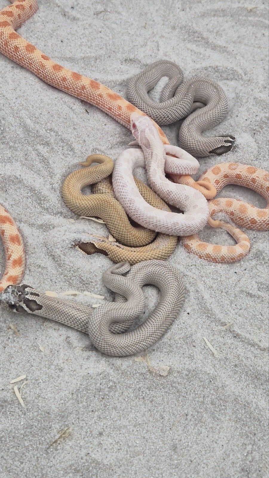 Haakneusslangen uit 2026 Snow/het snow Hognose Snake - unknown for sale from De Jong