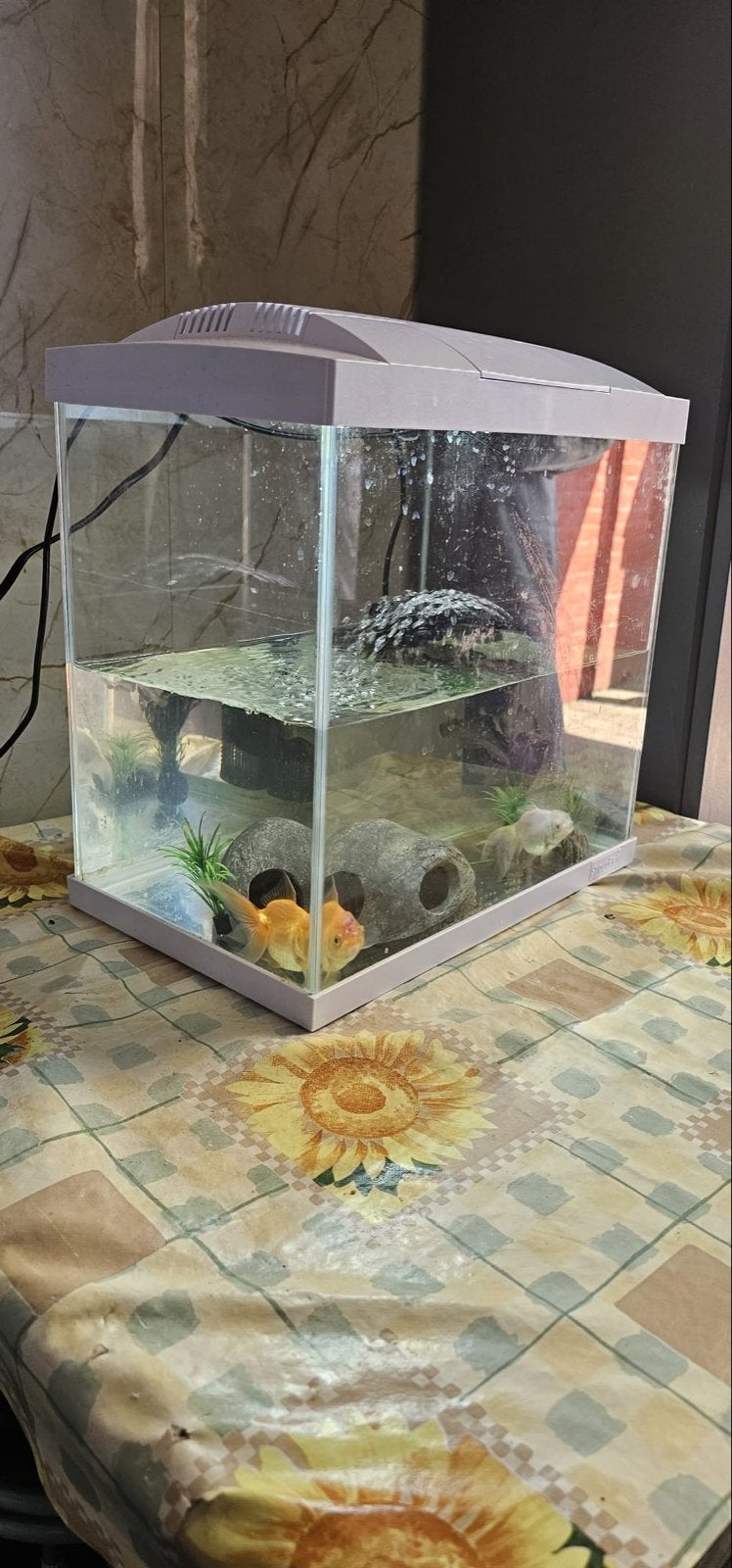 Aquarium met twee goudvissen, Ophalen, Gevuld zoetwateraquarium