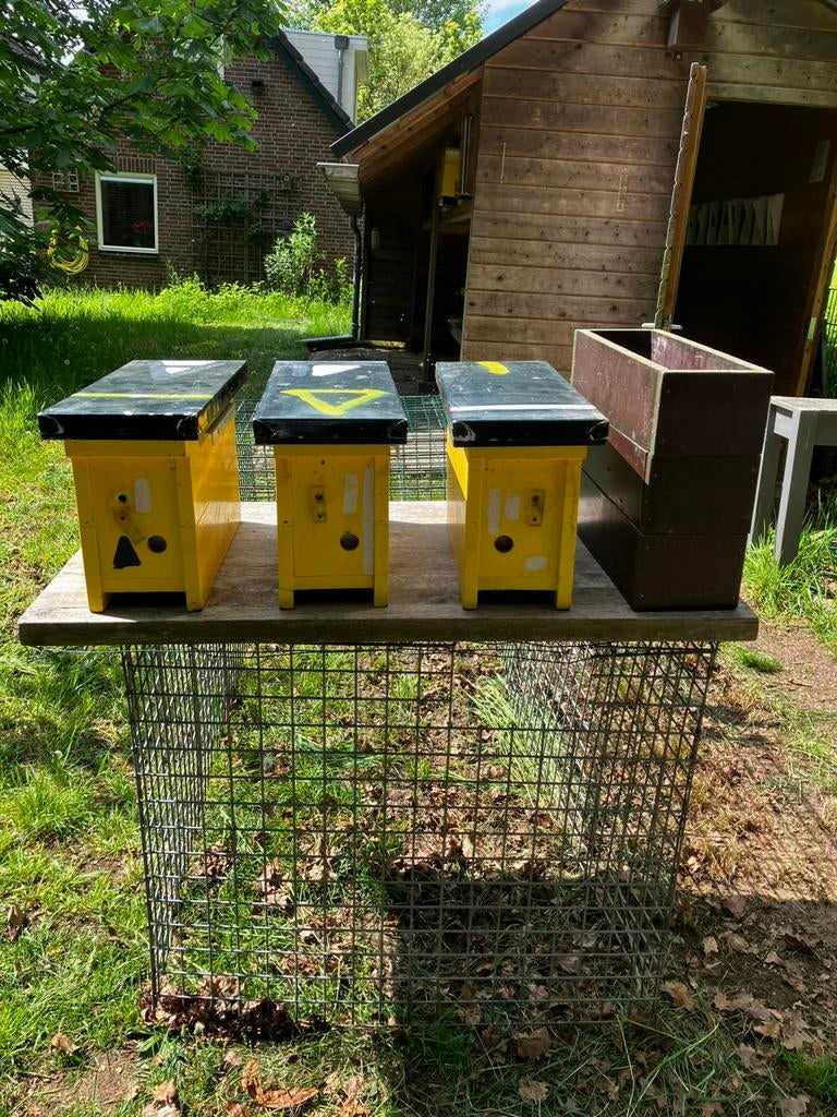 Bijen bijenvolk drieramer koninginnenteelt, Dieren en Toebehoren, Insecten en Spinnen, Bijen