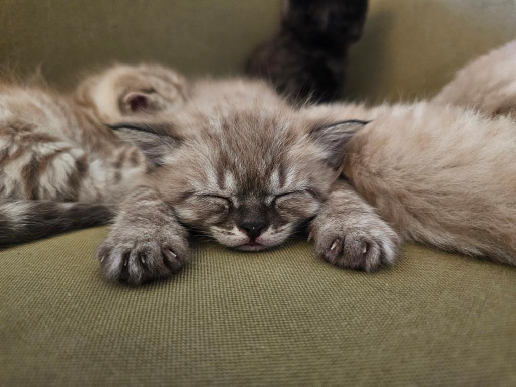Bengaal X katertje sneeuw charcoal met afstammingsbewijs, Kater, Met stamboom, 0 tot 2 jaar