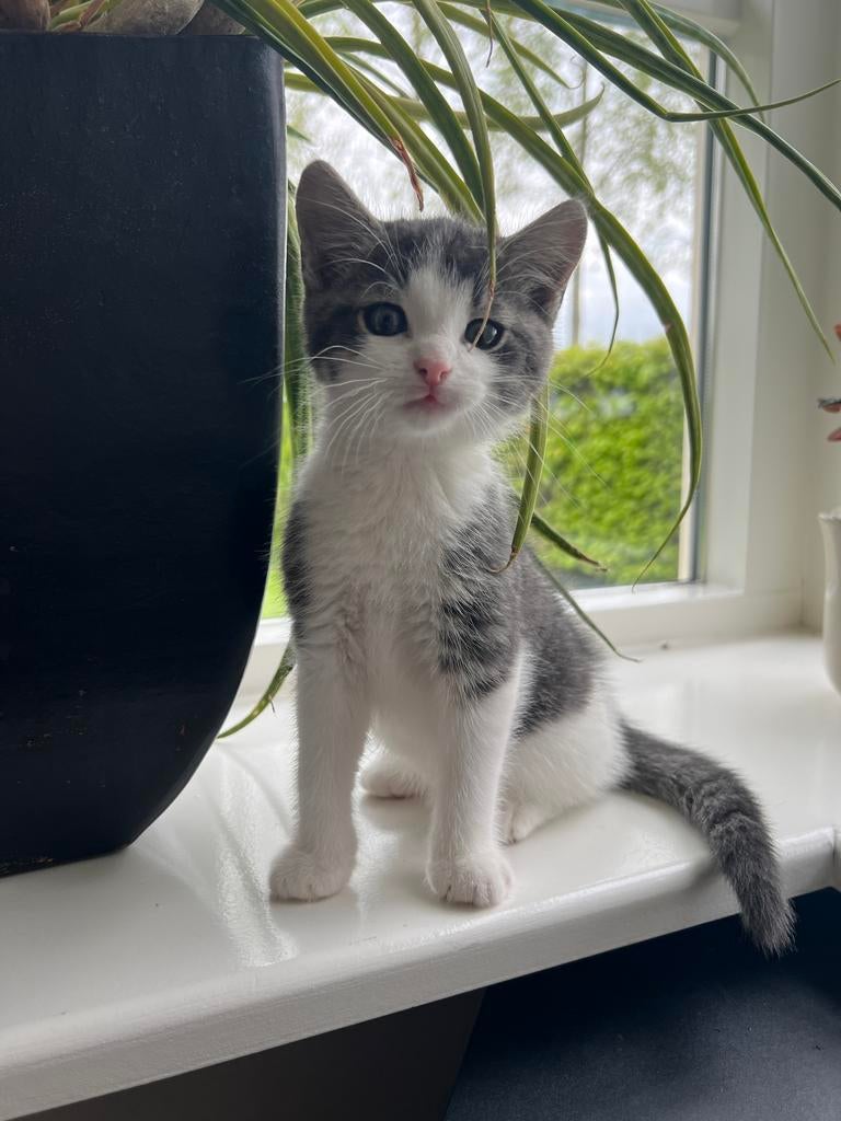 Lieve kruising noorse boskat kittens, Meerdere dieren, Ontwormd, 0 tot 2 jaar