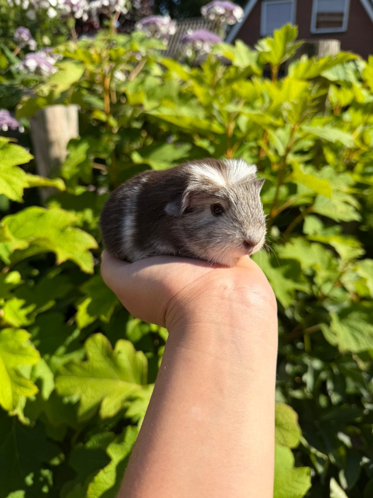 Coronet cavia beertje, Juni, Mannelijk, Cavia