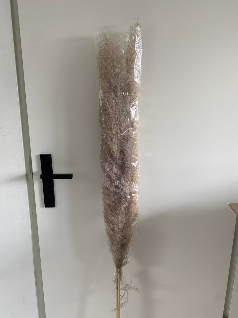 Pampuspluimen, Ophalen of Verzenden, Nieuw
